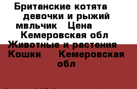 Британские котята  2 девочки и рыжий мвльчик › Цена ­ 10 - Кемеровская обл. Животные и растения » Кошки   . Кемеровская обл.